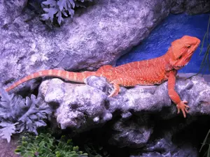 (M2) Bartagame Männchen ca. 33 - 35 cm Gesamtlänge in orange-rot (Versand möglich) Bild 11