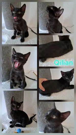 Noch 1 melanistic Bengal Katerchen Abholbereit 