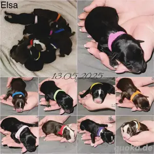 Australian Shepherd Deckrüde Black Tri *kein Verkauf* Bild 6