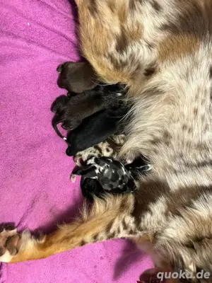 Australian Shepherd Deckrüde Black Tri *kein Verkauf* Bild 8