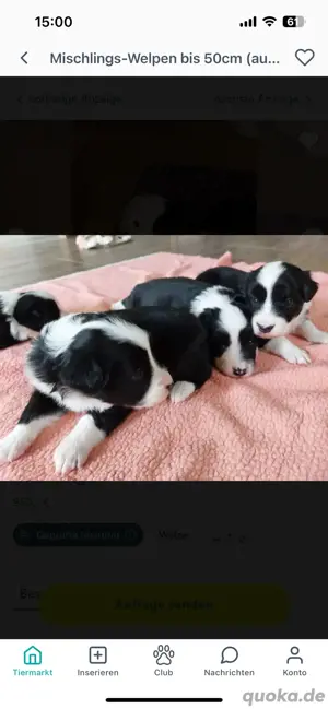 Australian Shepherd Deckrüde Black Tri *kein Verkauf* Bild 7