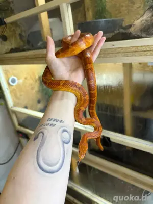 Wild ph. Anery, Palmetto 1.0