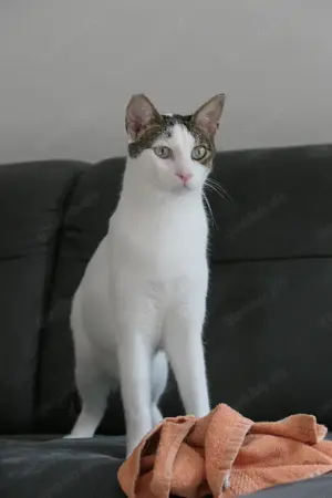 Falk, menschenbezogenes Katerchen, ca. 3 Jahre *Tierschutz* *in 83024 Rosenheim*