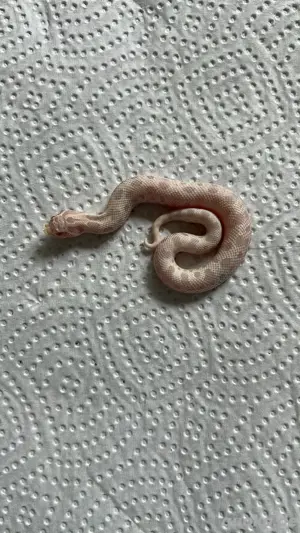 Hakennasennatter Heterodon nasicus Jungtiere