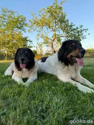 Kostenlos abzugeben, Wachhunde, Herdenschutzhunde, Bulgariescher Schäferhund Karakatschan