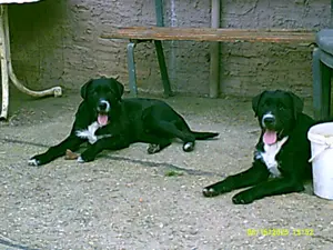 Labrador-Mix-Welpen   Jungtier suchen dringend ein neues Zuhause .