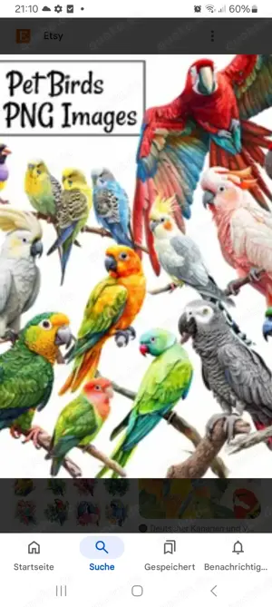 Sittich oder Papageien Aufnahme!