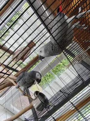 Graupapageien Rico & Cally 