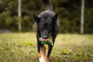 *WATSON* - Ich bin freundlich und fröhlich, liebe den menschlichen Kontakt und suche Beschäftigung Bild 4