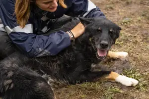 *WATSON* - Ich bin freundlich und fröhlich, liebe den menschlichen Kontakt und suche Beschäftigung Bild 5