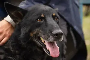 *WATSON* - Ich bin freundlich und fröhlich, liebe den menschlichen Kontakt und suche Beschäftigung