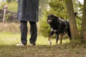*WATSON* - Ich bin freundlich und fröhlich, liebe den menschlichen Kontakt und suche Beschäftigung Bild 2