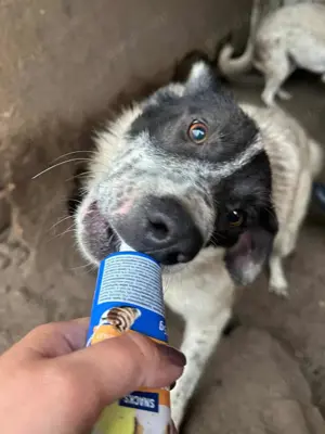 Flöti ca. 52 cm   wie gemalt