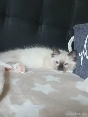 Ragdollkitten traditionell 