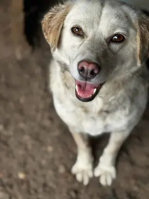 Odette ca. 40 cm   weiße Schönheit