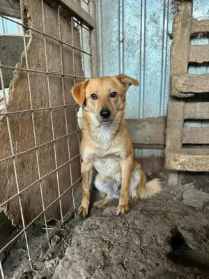 Sverre ca. 40 cm   der Sanfte