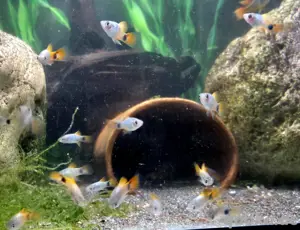 Blue Moon Butterfly Mickey Mouse Platy Xiphophorus maculatus  Bild 2