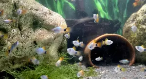 Blue Moon Butterfly Mickey Mouse Platy Xiphophorus maculatus 