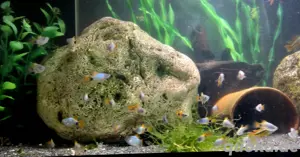 Blue Moon Butterfly Mickey Mouse Platy Xiphophorus maculatus  Bild 3