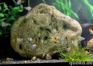 Blue Moon Butterfly Mickey Mouse Platy Xiphophorus maculatus  Bild 4