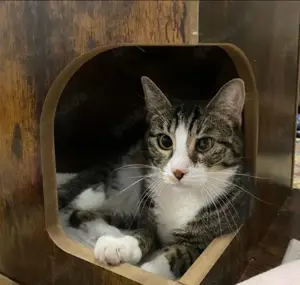 Judy & Zuza -liebevolles Dreamteam wünscht sich ihr ruhiges eigenes Zuhause