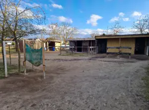 Platz im Offenstall für Wallach frei - teilweise Vollpension