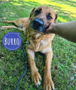 Burro, wunderschöner und lieber Schäferhund Mix
