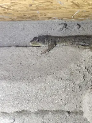 Perleidechse weiblich Bild 3