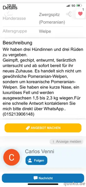 SIND BETRÜGER!!!!! Pomeranian Zwergspitz  Bild 9