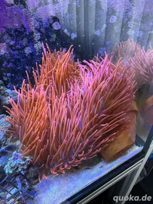 Kupfer Anemone Meerwasser Aquarium