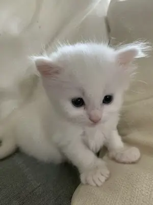 Wunderschöne Türkisch Angora Kitten mit Neva Masquarade - Ragdoll Mix Bild 7