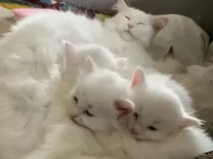 Wunderschöne Türkisch Angora Kitten mit Neva Masquarade - Ragdoll Mix Bild 9