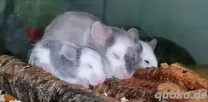 Hübsche Farbmäuse abzugeben 