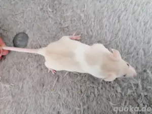 Hübsche Farbmäuse abzugeben  Bild 3