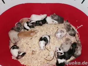 Hübsche Farbmäuse abzugeben  Bild 4