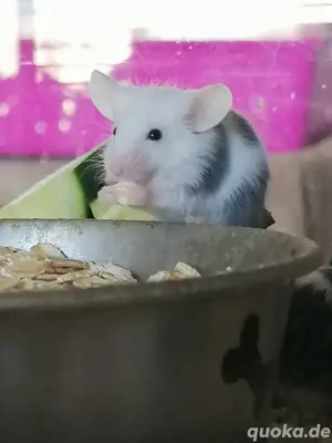 Hübsche Farbmäuse abzugeben  Bild 5