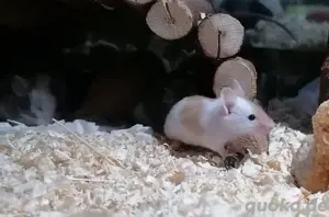 Hübsche Farbmäuse abzugeben  Bild 2