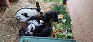 Kaninchen große Rasse 