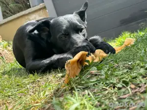 Deckrüde Ruffy   Labrador-Husky-Mix mit Herz und Charakter