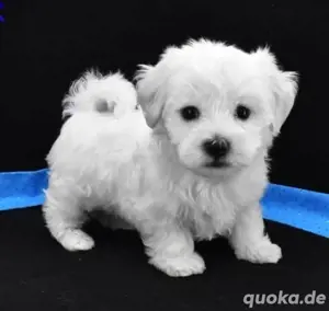 Malteser mini welpen