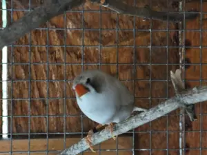 Zebrafinken, Prachtfinken 