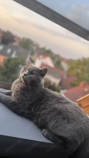 BKH Blue Deckkater  Bild 9