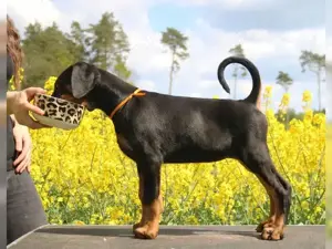 Dobermann Welpen!!