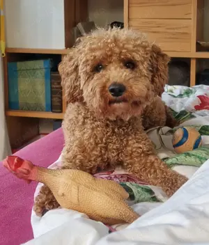 Zwergpudelrüde sucht Weibchen zum decken