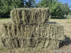 Heu in kleinen HD Ballen Ernte 2025 Bild 3