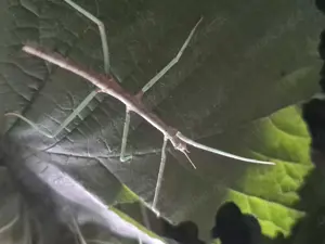 Blaue Annam Stabschrecke - Medauroidea extradentata aus eigener Nachzucht