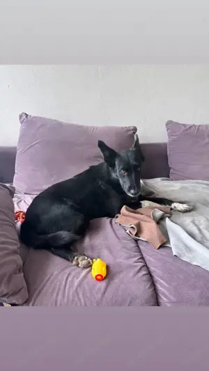 Alisa   sanftes Dreibeinchen sucht Zuhause