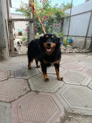 Molly   fröhliche Spaniel-Mix-Hündin sucht Menschen fürs Leben  Bild 3