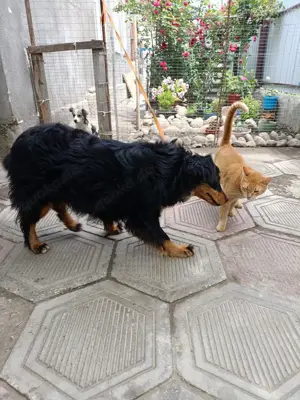 Molly   fröhliche Spaniel-Mix-Hündin sucht Menschen fürs Leben  Bild 5