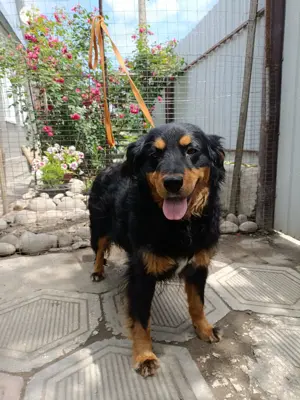 Molly   fröhliche Spaniel-Mix-Hündin sucht Menschen fürs Leben 